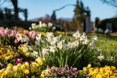 Spomladanska razstava cvetja in tulipanov(12)